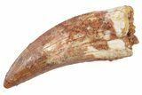 Serrated, Theropod (Deltadromeus?) Pre-Max Tooth - Morocco #268848-1
